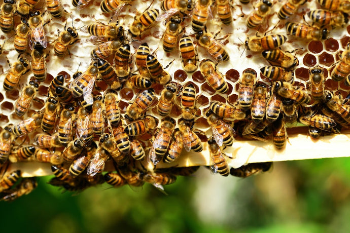 Propolis – das Wundermittel der Bienen