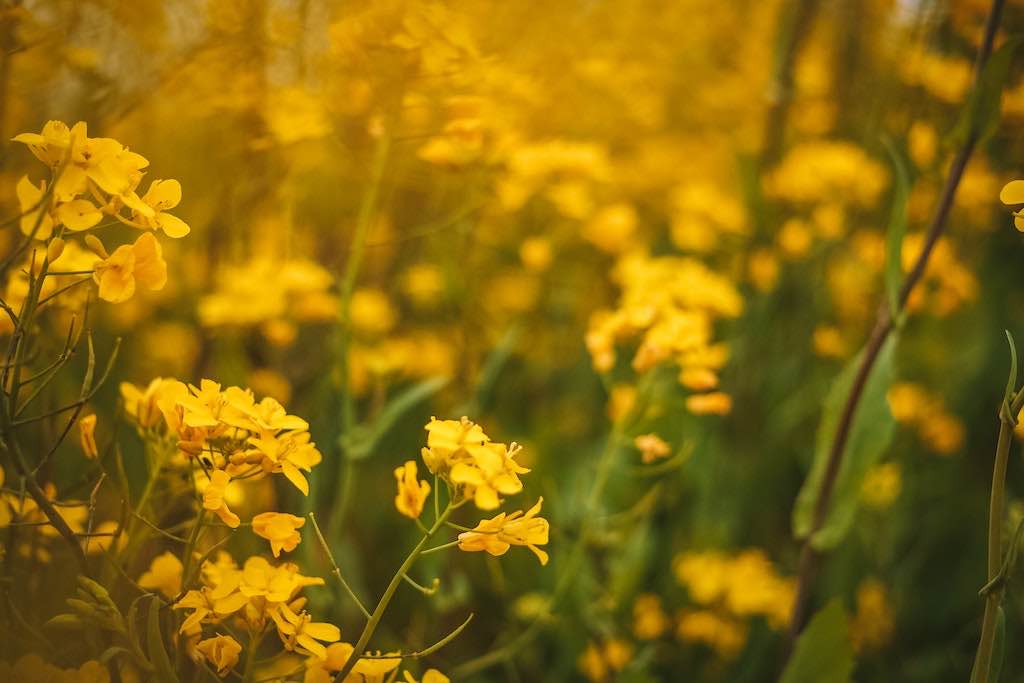 Naturkosmetik und das COSMOS-Siegel
