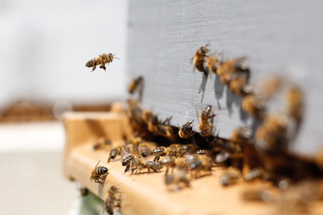 10 Ideen, wie du die Bienen schützen kannst